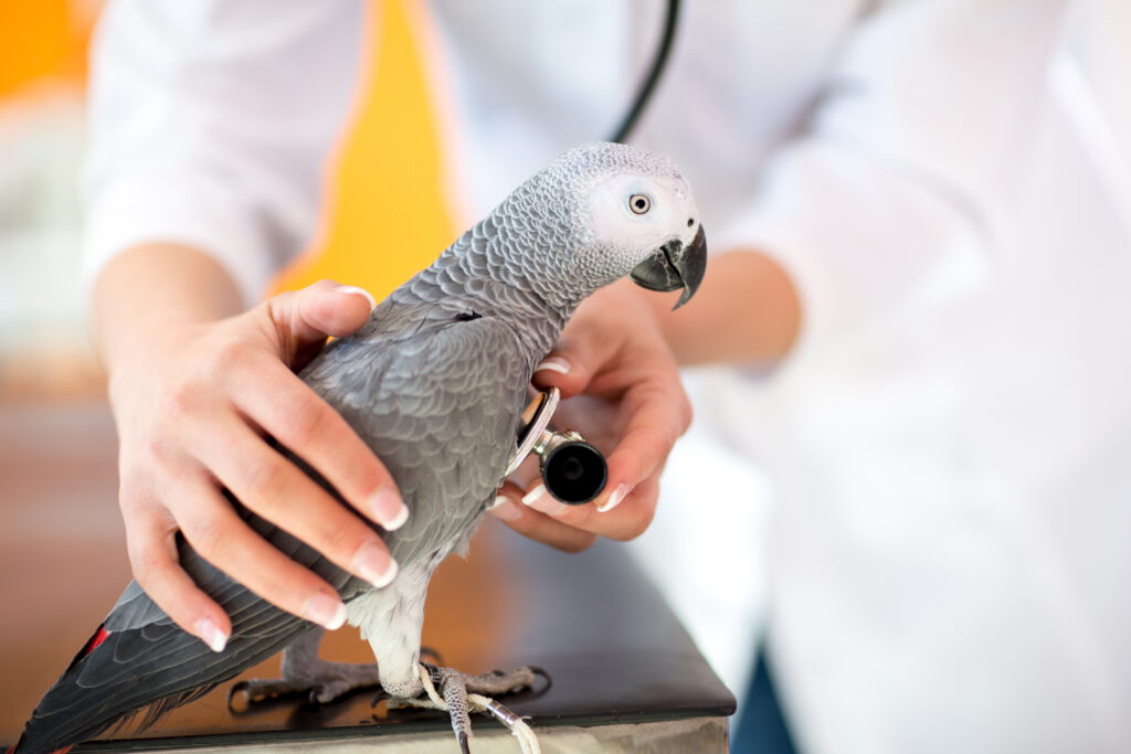 A person holding a parrot on top of a table.