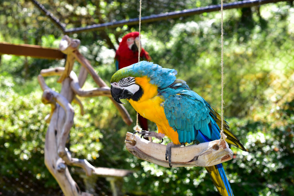 A parrot sitting on top of a tree branch.