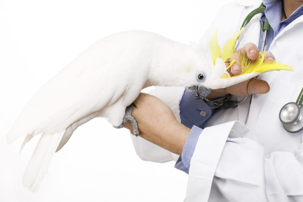A person holding onto a white bird